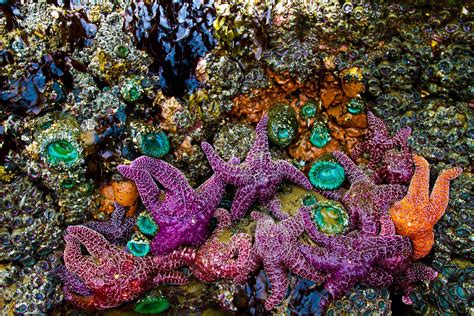 30 beautiful california tide pools you should visit – Artofit