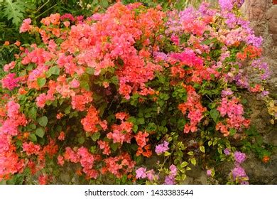 Magnoliopsida Bougainvillia Flowers Tropical Flower Garden Stock Photo ...