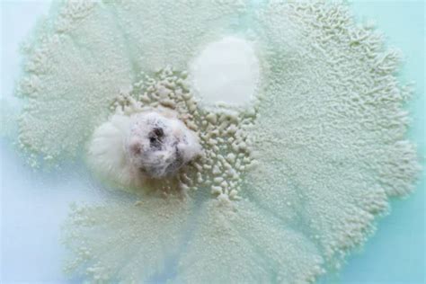 Mushroom Cultivation Mycelium Of Mushrooms On Agar In A Petri Dish