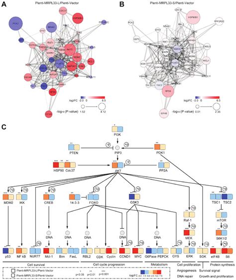 Analysis Of The Pi3kakt Signaling Pathway Based On The Kegg Database Download Scientific