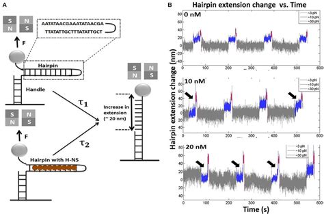 Quantification Of H NS DNA Binding Affinity A Schematic Of The