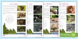 Parts Of A Lizard Differentiated Worksheets Teacher Made