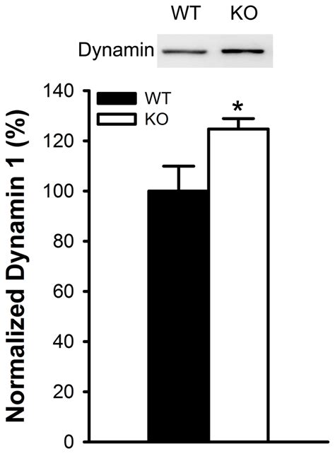 Dynamin 1 Levels In The Synaptosomal Fraction Of The Hippocampi Of