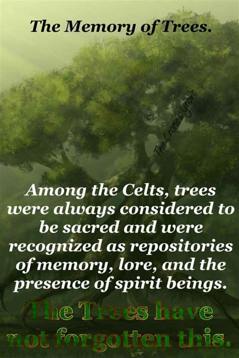 The Memory Of Trees In 2024 Nature Quotes Tree Quotes Live Your Truth