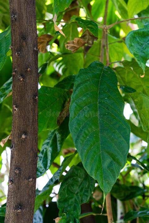 Cacao Tree with Leaves, Theobroma Cacao Malvaceae from South America ...