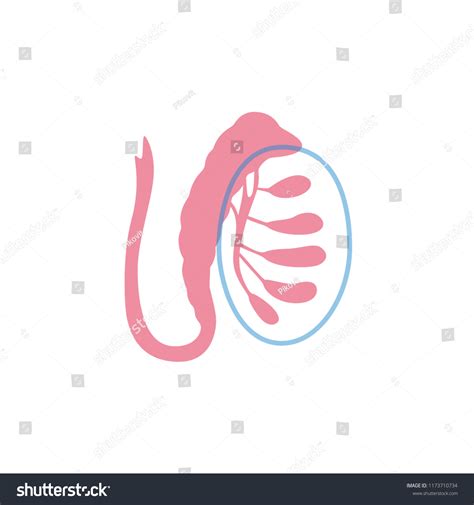 Vector Isolated Illustration Male Reproductive System Vector De Stock