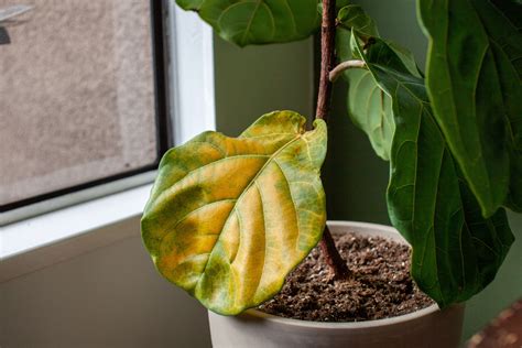 5 Reasons Why Your Plant Leaves Are Turning Yellow