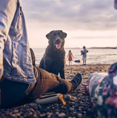 Dog-friendly beaches on the Wales Coast Path | Visit Wales