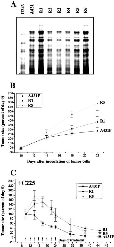 Phenotypic Profile Of Egfr Ab Resistant Variants Of A431 A Dna