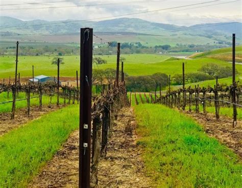 A Newbie's Guide to Livermore Wine Tasting in California