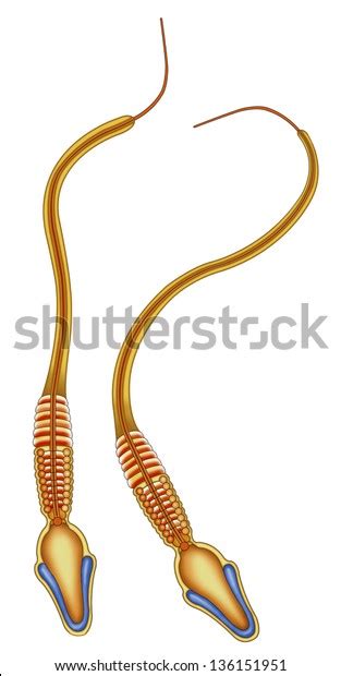 Schematic Image Two Examples Active Sperm Stock Illustration