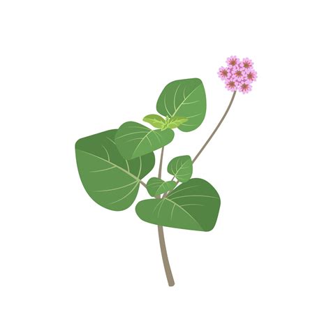 Vector Illustration Punarnava Plant Or Boerhavia Diffusa Isolated On