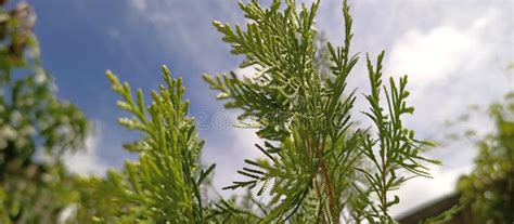 clear sky hari  cerah stock image image