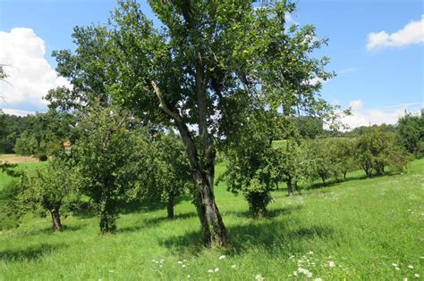 Kostenlose Nistk Sten Neuer Lebensraum F R Viele Vogelarten V Lkermarkt