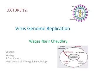 Ppt Virus Structure Classification And Replication Powerpoint