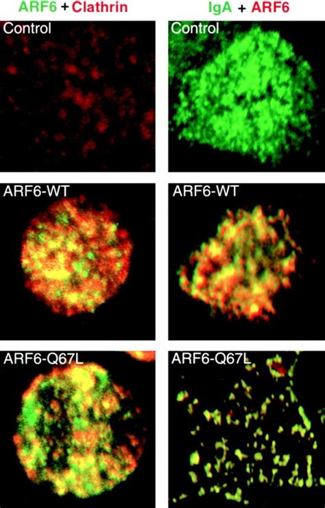 Colocalization Of Arf Clathrin And Iga In Cells Expressing Dynamin I