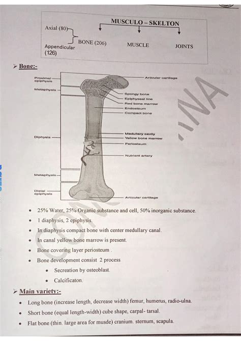 SOLUTION Muscula Skeletal Disorder Axial Skeleton Studypool