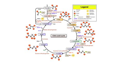 What Are The Irreversible Steps Of The TCA Cycle