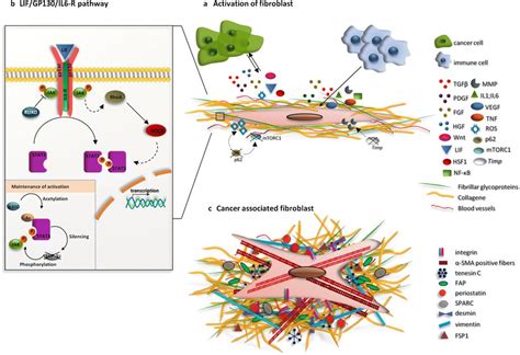 Molecular Mechanism Of Fibroblast Activation A Normal Fibroblasts Are