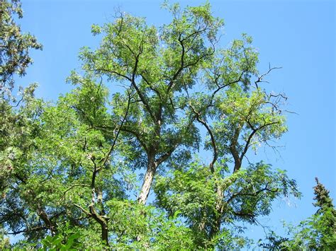 Free Photo Robinia Pseudoacacia Black Locust Free Image On Pixabay