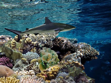 Tiger Shark Galeocerdo Cuvier Over Coral Reef Stock Photo Image Of