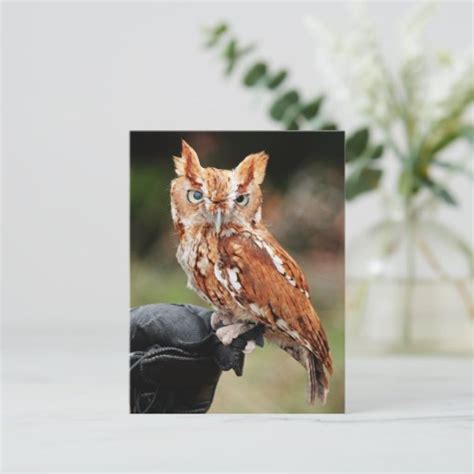 Eastern Screech Owl Red Phase Otus Asio Postcard Zazzle