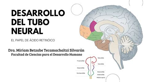 Desarrollo del tubo neural El papel del ácido retinoíco YouTube