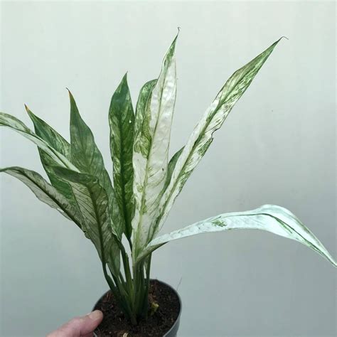 Spathiphyllum Wallisii Variegata Special Plants Nelumbogarden