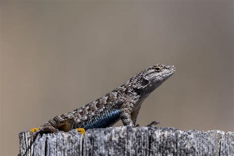 Western Fence Lizard Sceloporus Occidentalis From Montanas Only