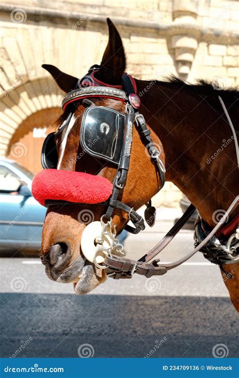 Brown Horse with Blinders Outdoors Stock Photo - Image of outside ...