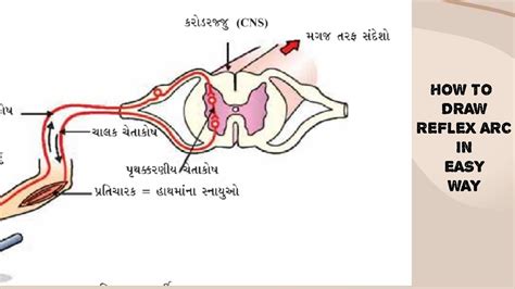 How To Draw Reflex Arc In Easy Way પરાવર્તિ કમાન ની આકૃતિ દોરવાની સરળ