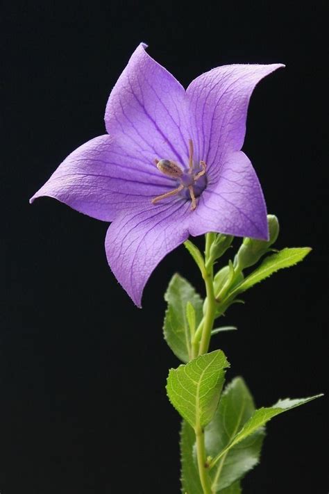 Pin De La Figlia Dei Fiori Em Fiori Flores Pequenas Belas Flores