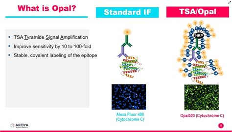 Mihc Opal Ihc Cst