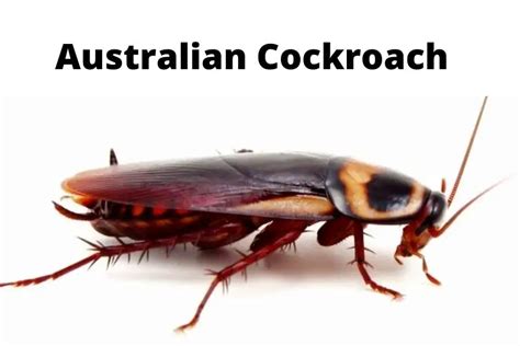 Australian Cockroach: Identification Guide | APB