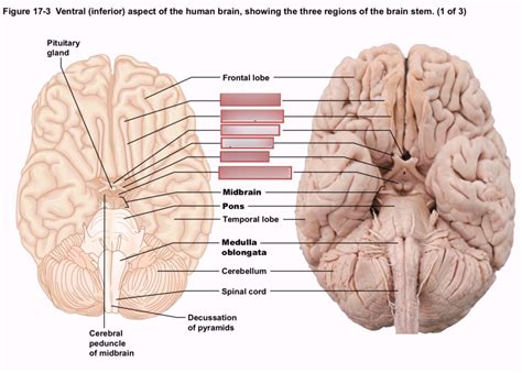 Ventral Brain