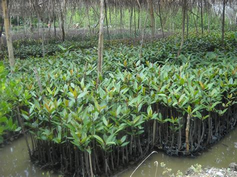 Jual Bibit Pohon Mangrove Bakau