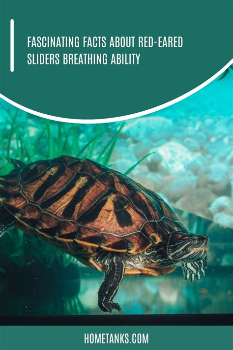 Can Red Eared Sliders Breathe Underwater Fascinating Facts About The