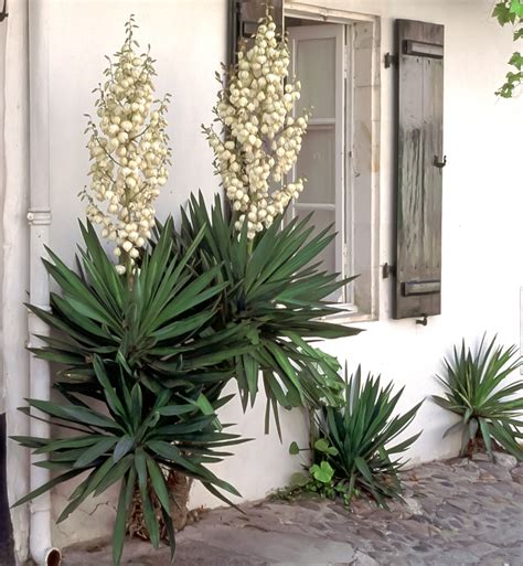 Outdoor Yucca Plant Care - Plant Ideas