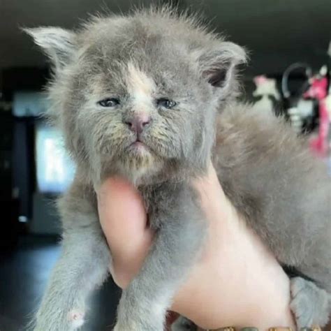 These Maine Coon Kitten Siblings Were All Born With The Grumpiest And