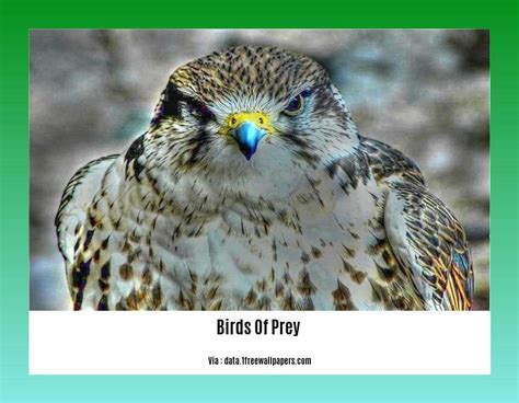 fascinating birds  prey facts unveiling  majestic hunters