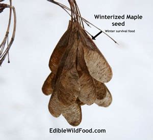 Edible Wild Food Blog » Maple Tree Seeds: Great Survival Food