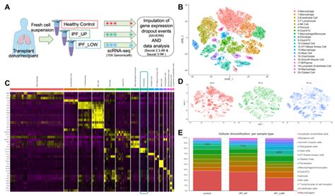 Analysis Of Scrna Seq Data From Control And Ipf Lung Cells Identifies A