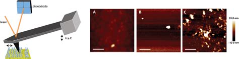 AFM schematic representation of the principle of AFM imaging. [(a)-(c)]... | Download Scientific ...