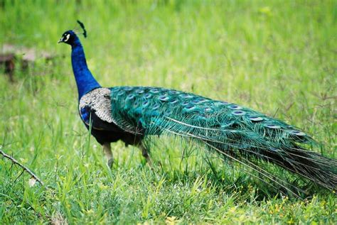 Pavao Free Photo Download | FreeImages