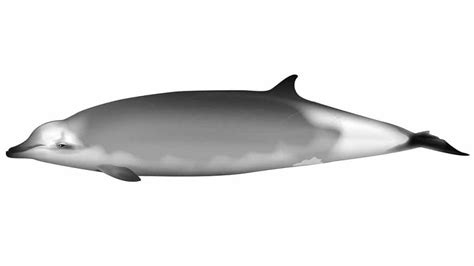 New Whale Species Discovered Ramari S Beaked Whale Whale And