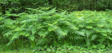 Pteridium Aquilinum Plantas T Xicas