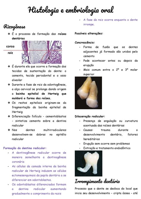 Rizogênese Histologia e embriologia oral Rizogênese É o processo de