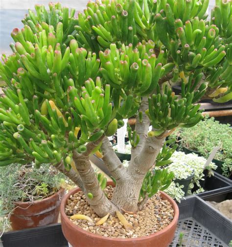 Plants And Flowers Crassula Ovata Convoluta Gollum