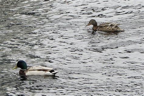 Vesilintujen metsästys alkaa lauantaina Paikalliset Paikallislehti