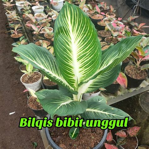 Jual Bunga Aglonema Given Gurita Di Lapak BILQIS Bibit Unggul Bukalapak